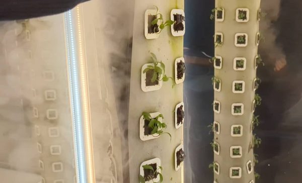 lite-and-fog_fogponic-technology_sustainable-farming